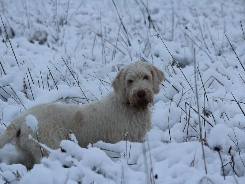 Bella Campo Spinone photo 1