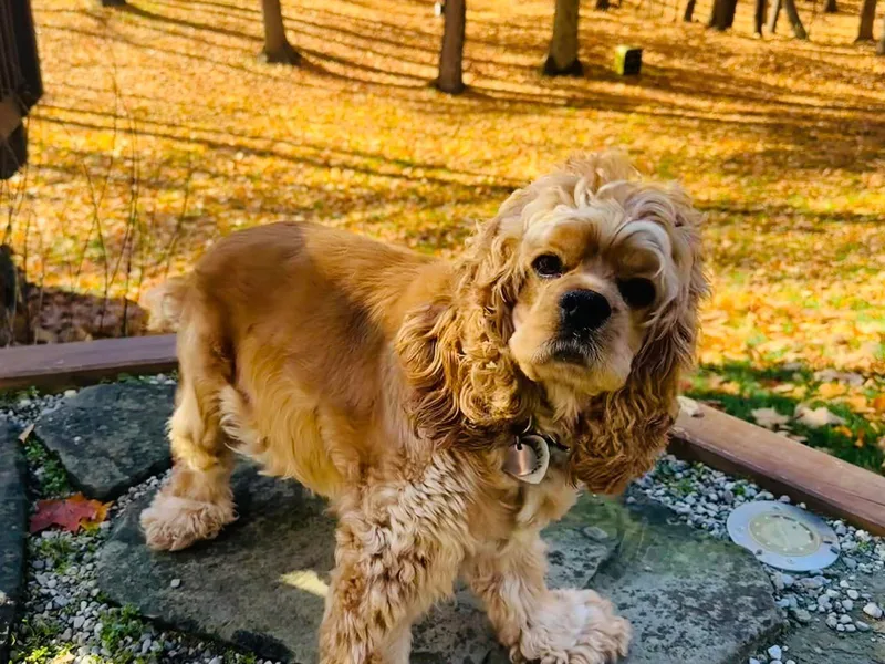 Bella Cavalier and Cockers