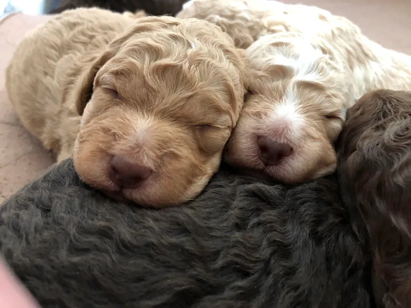 Bella Fiore Lagottos