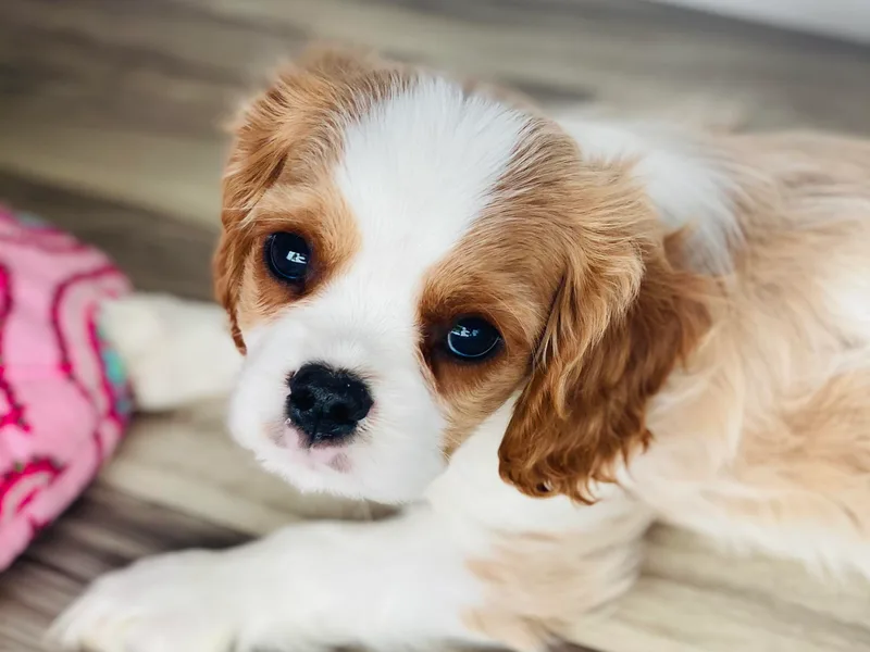 Bella Fleur Cavaliers