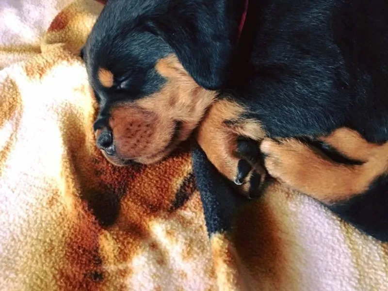 Bella Fogal Rottweilers