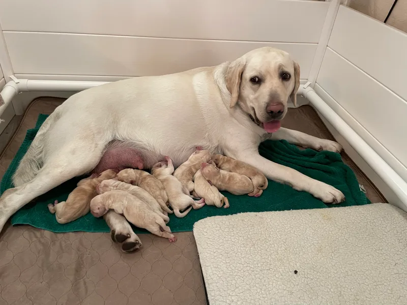Bella Frieda Farm Labrador Retrievers