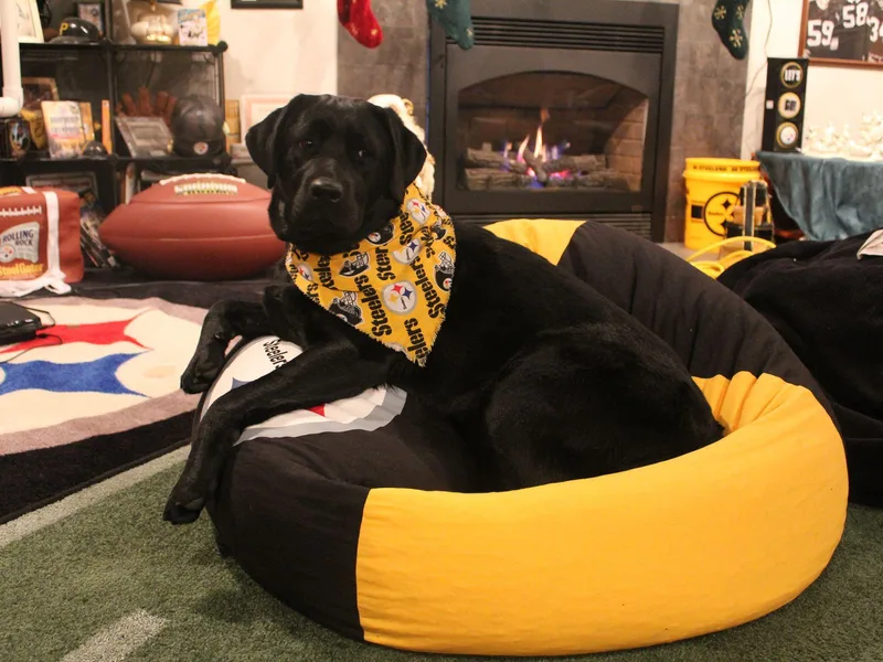 Bella Kane Labradors