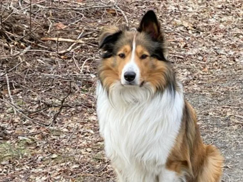 Bella Luna Old Time Scotch Collies