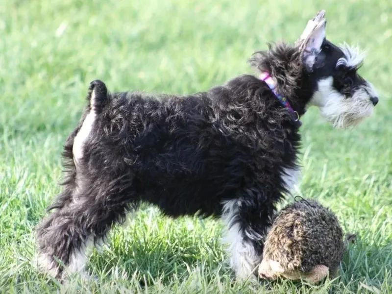 Bella Miniature Schnauzers