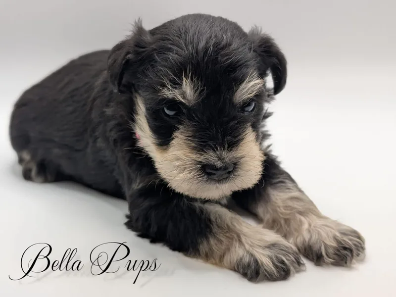 Bella Pups LLC