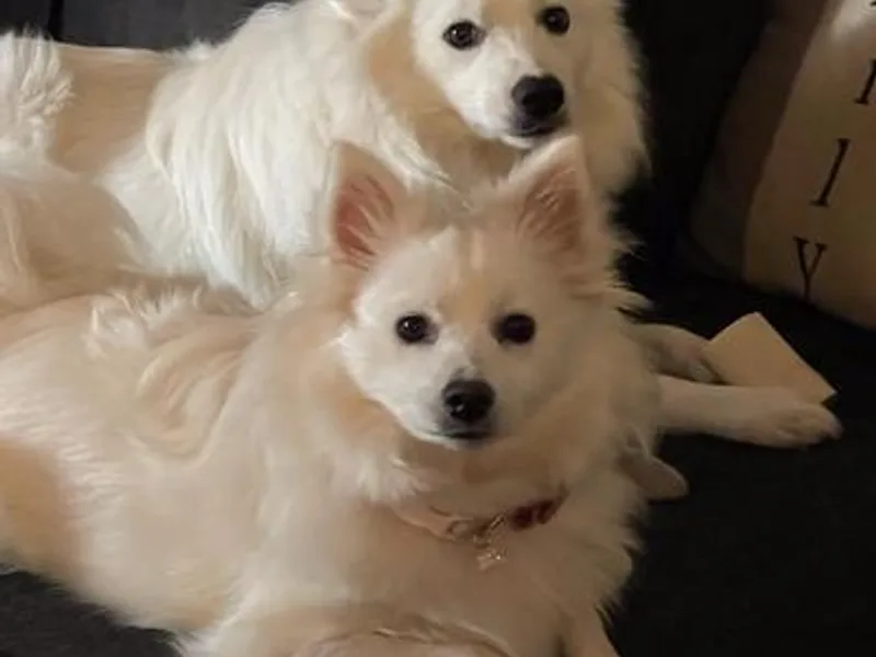Bella's American Eskimos