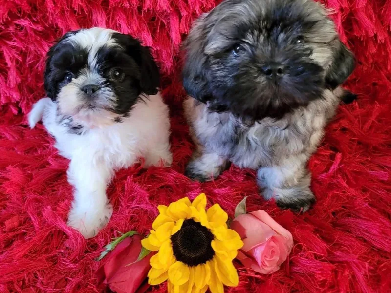 Bella’s Beauties