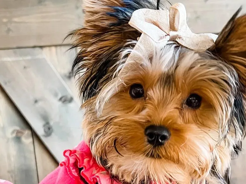 Bella's Beautiful Yorkies