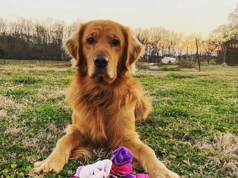 Bella’s Golden Pups