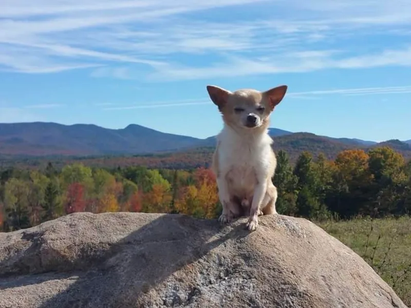 Bella's Little Angels