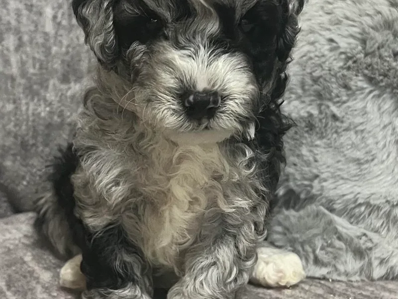 Bella‘s Mini Bernadoodles