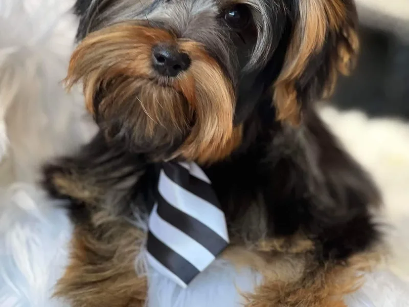 Bella's Prissy Butts