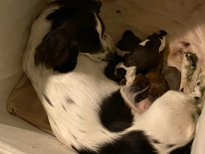 Bella’s Puppies