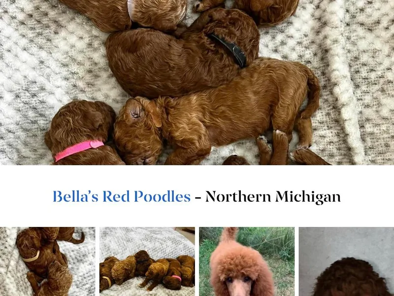Bella’s Red poodles