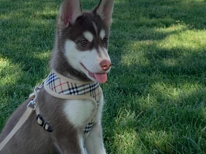 Bella's Working husky