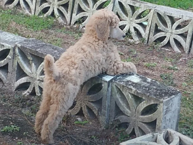 Bella Standard Poodles