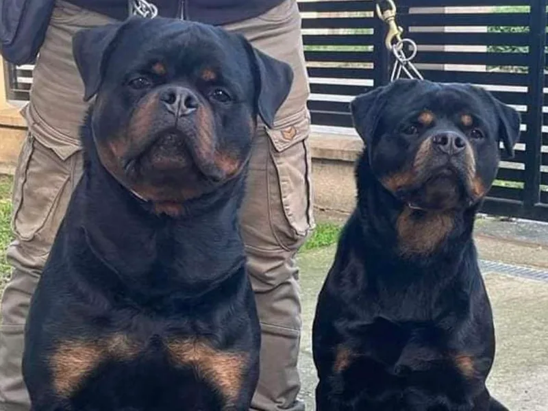Bella Vita Rottweilers