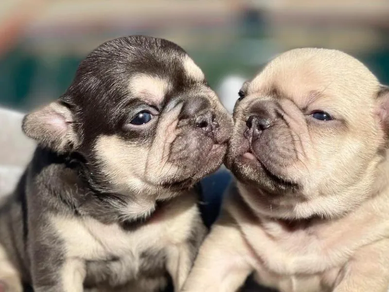 BellaBullyz_ie photo 1