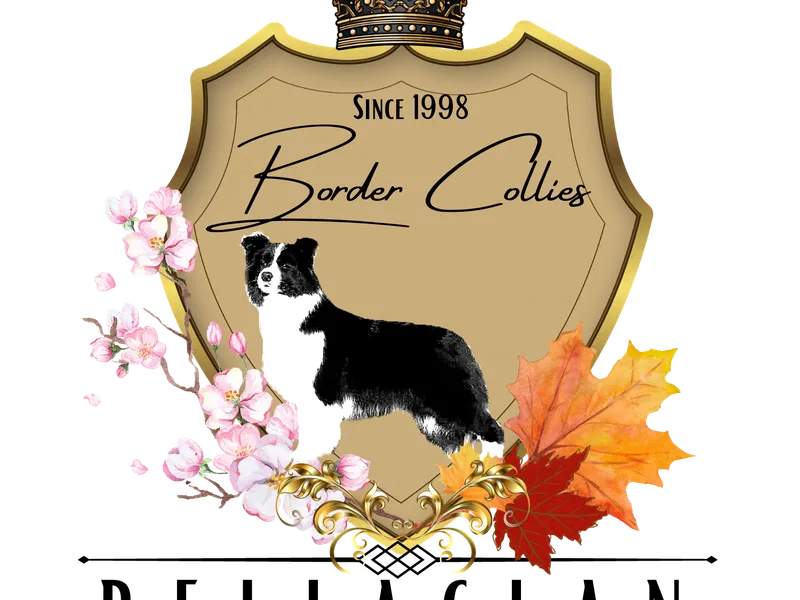 BELLACLAN BORDER COLLIES | bellaclan.net