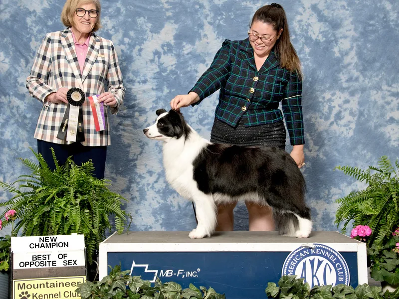 Bellaclan Border Collies