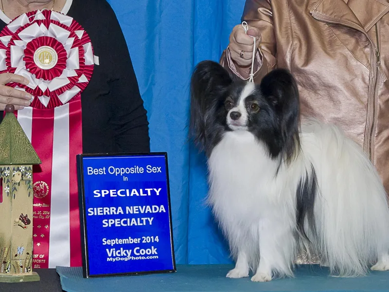 Belladonna Papillons