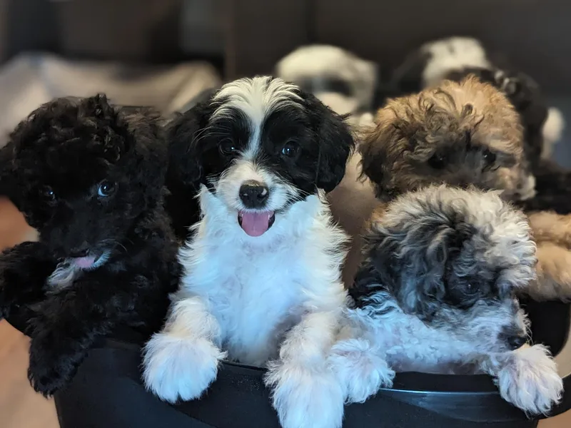 Bellady's Shihpoos