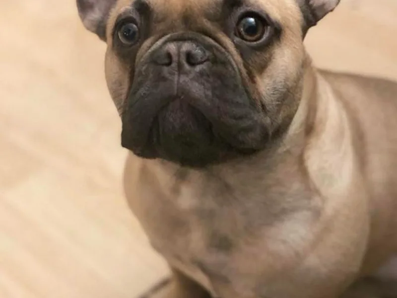 Bellafrenchie