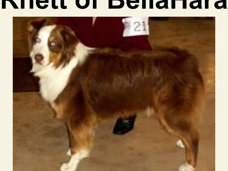 BellaHara