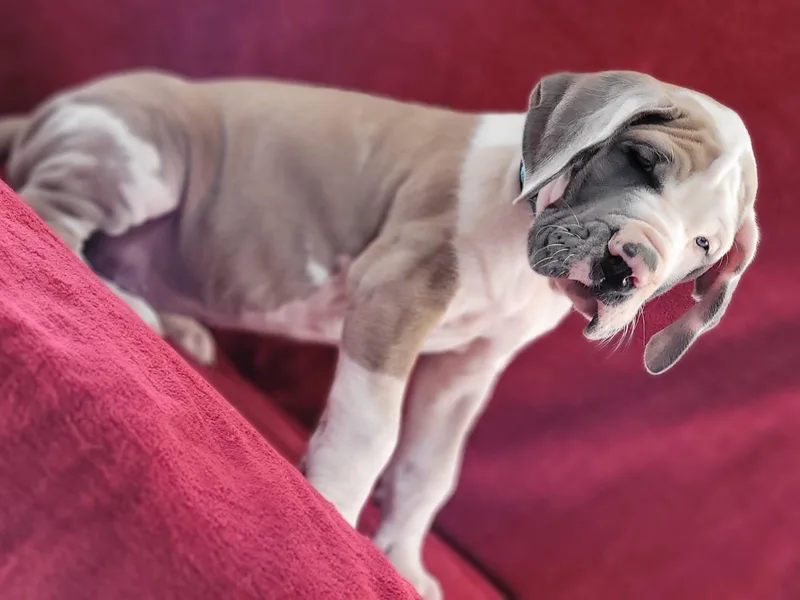 Bellaire Great Danes