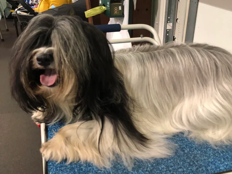 BellaLuz Havana Silk Dogs