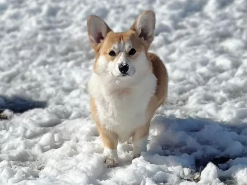 BellamyHills Corgis