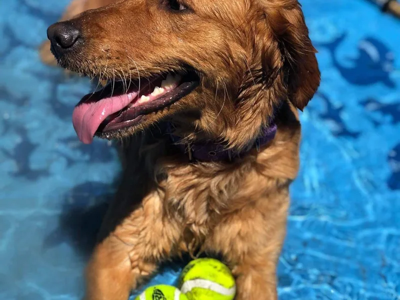 BellaRosa Legacy Goldens