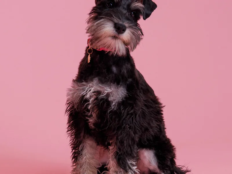 Bellas Schnauzers
