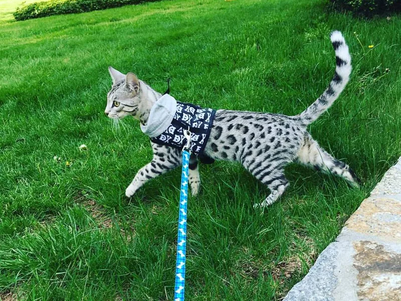 Bellasbengals