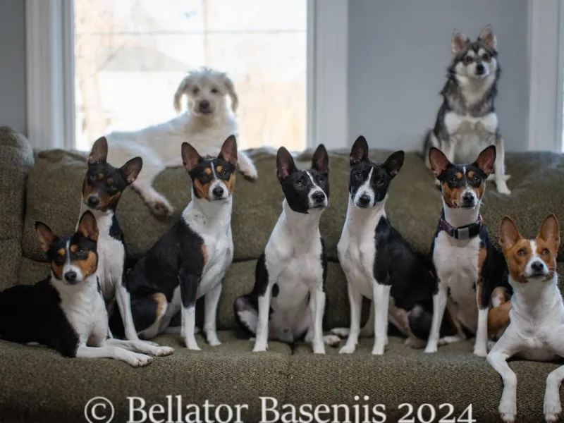Bellator Basenjis
