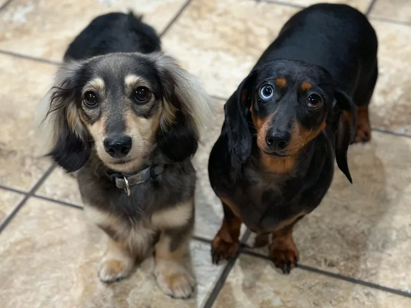 Bellator Danes &amp; Mini Dachshunds