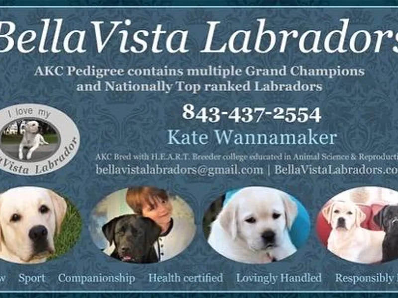 BellaVista Labradors LLC