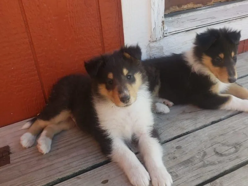 BellaVista Rough Collies