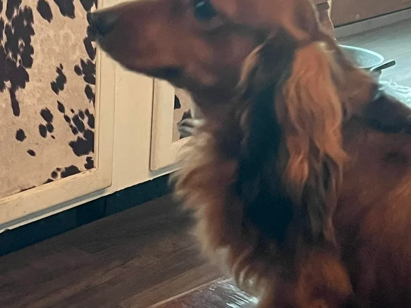 BellBottoms Dachshunds