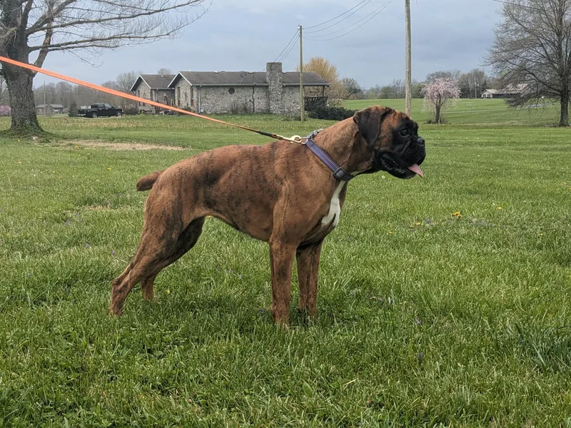 Bellbox German Boxers