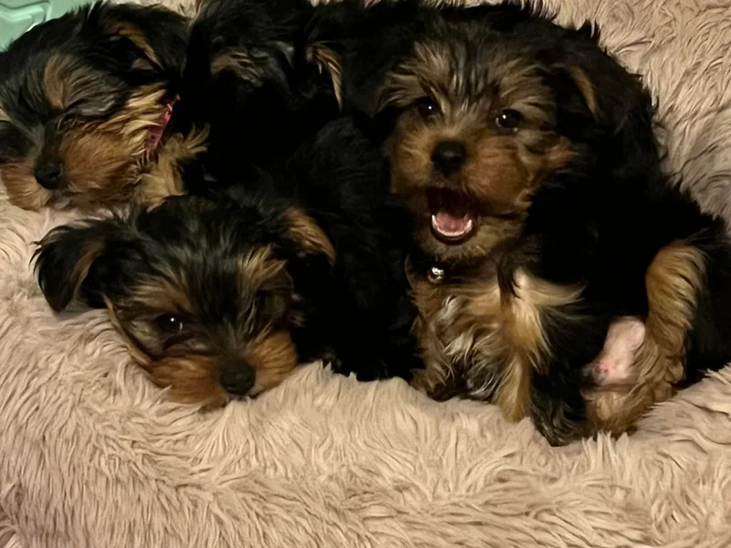 Belle Adele Yorkies