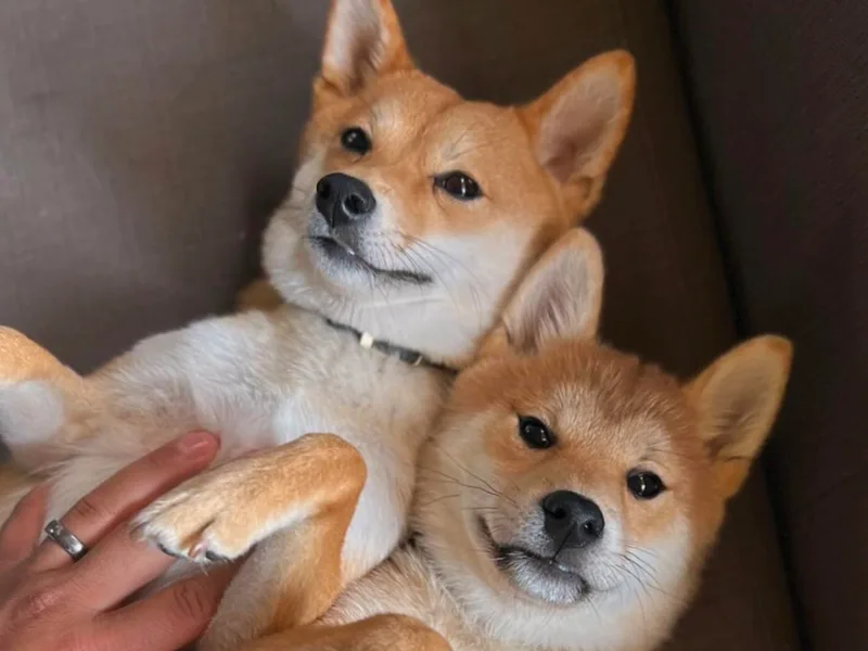 Belle City Shibas