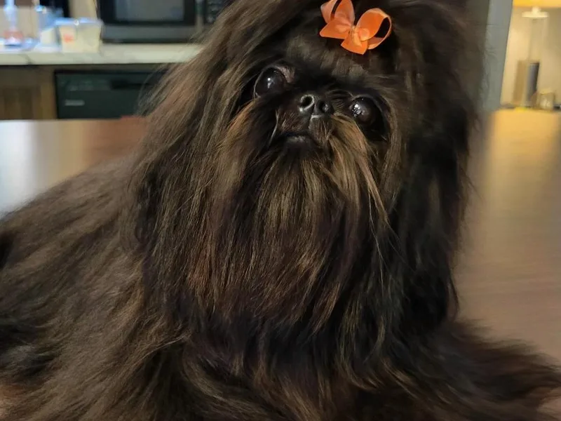 Belle River Shih Tzu