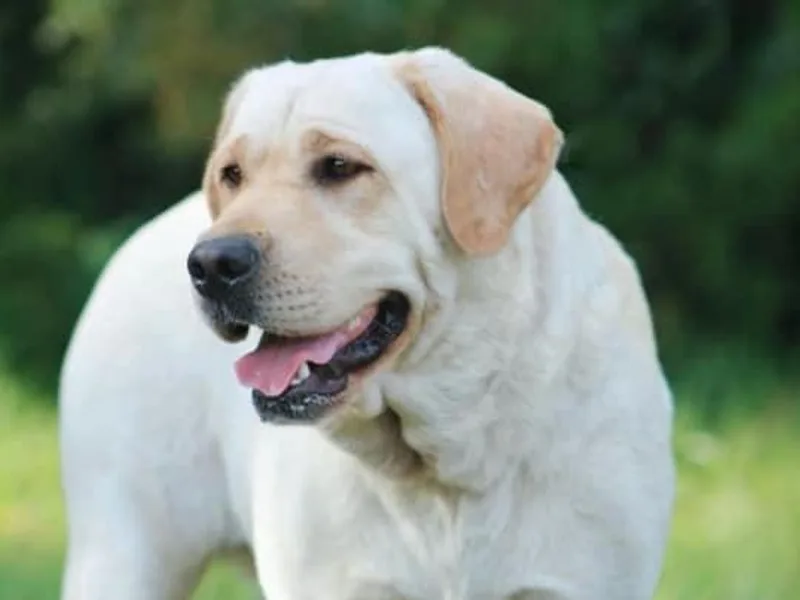 Belle Rose Labradors