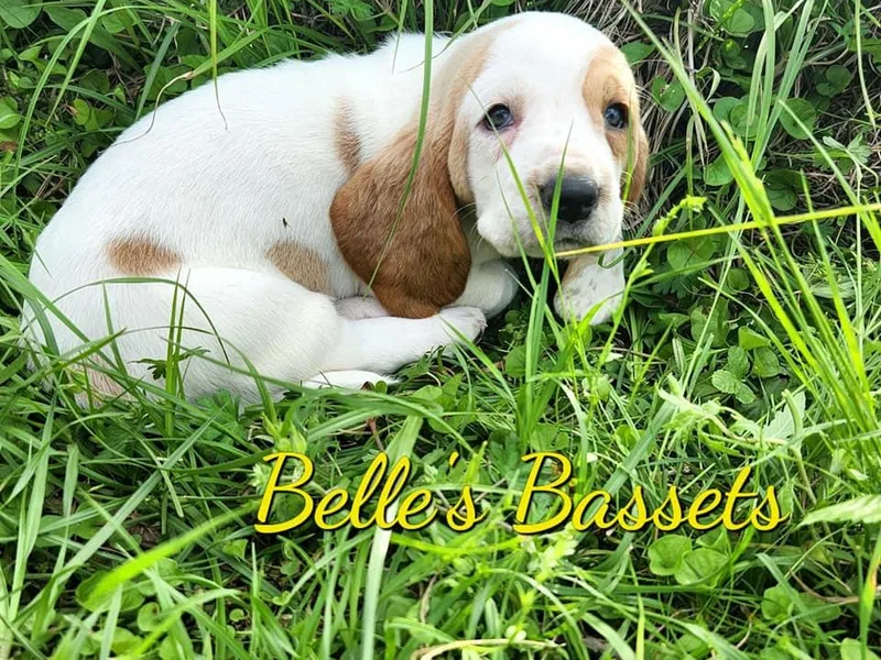 Belle's Bassets