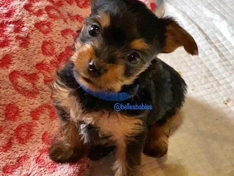 Belle's Yorkie Babies