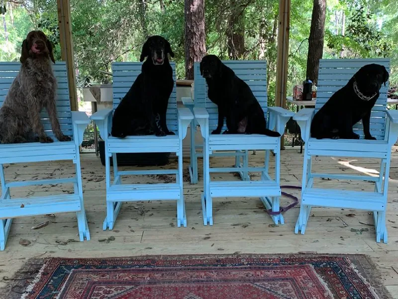 Belle Shain Kennels
