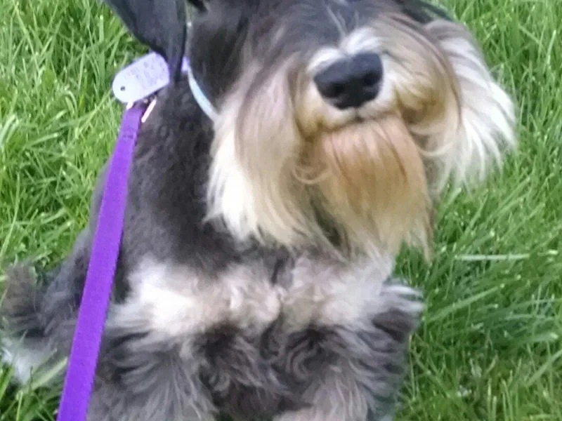 Belle Vista Miniature Schnauzers