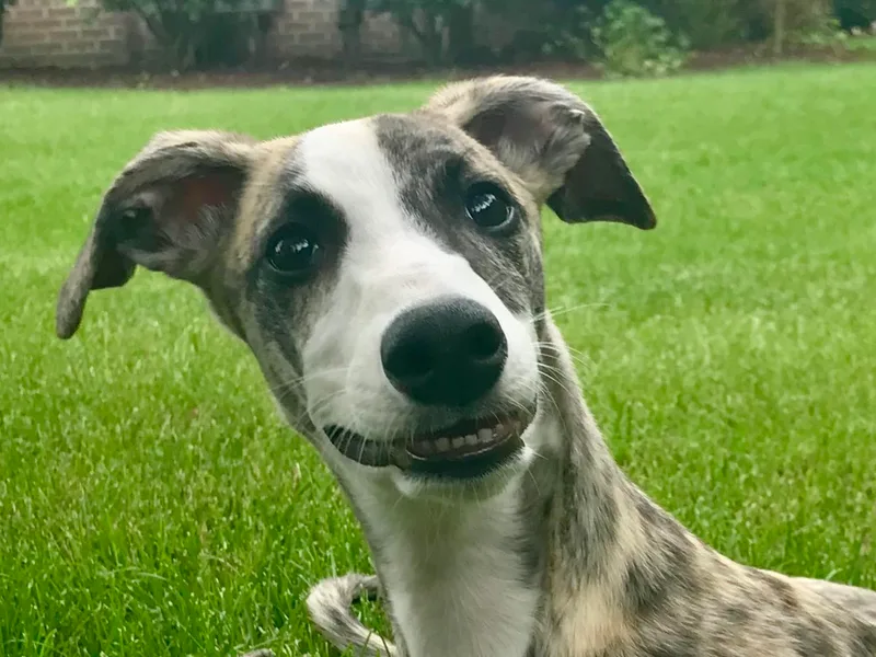 Belleauwood Whippets